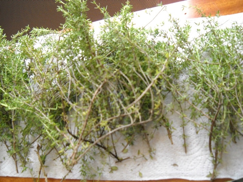 Comment faire sécher du thym ? Fefa