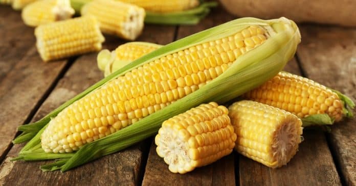 Le maïs est-il un légume