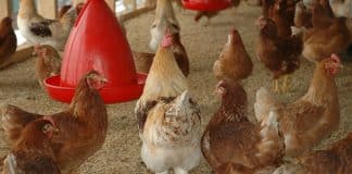 Abreuvoir pour poule : comment choisir ?