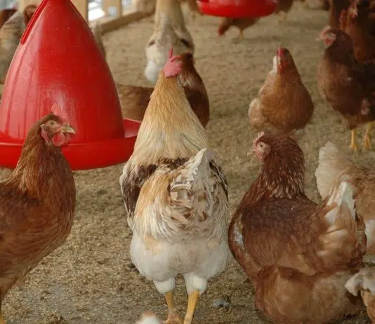 Abreuvoir pour poule : comment choisir ?