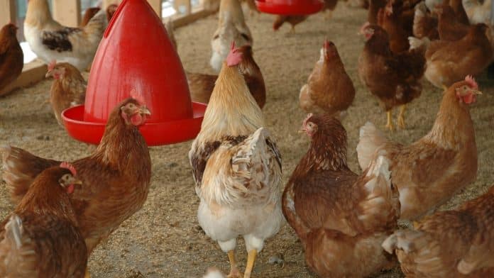 Abreuvoir pour poule : comment choisir ?