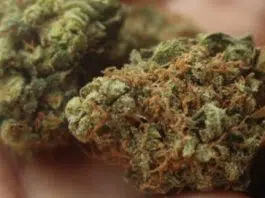 Quelle est la différence entre le CBD et le THC ?