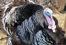 Choisissez avec rigueur une pintade locale pour vos repas familiaux