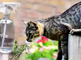 Les répulsifs naturels les plus eficaces pour éloigner les chats