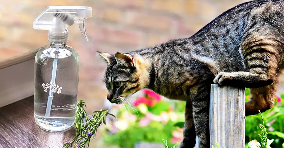 Vinaigre Blanc : Le Meilleur Répulsif Pour Empêcher les Chats de