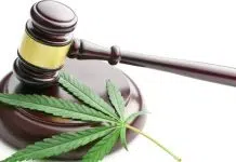 CBD en France