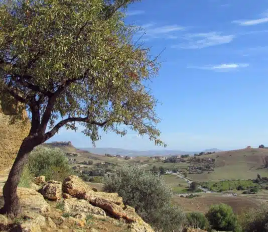 Les 6 meilleurs arbres parasol persistants qui gardent leurs feuilles toute l’année