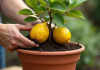 Jeune arbre citronnier transplanté en pot en extérieur