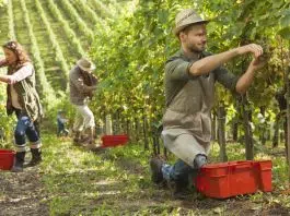 Puis-je cumuler RSA et salaire ?